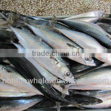 200-300g Scomber Japonicus frozen mackerel whole round