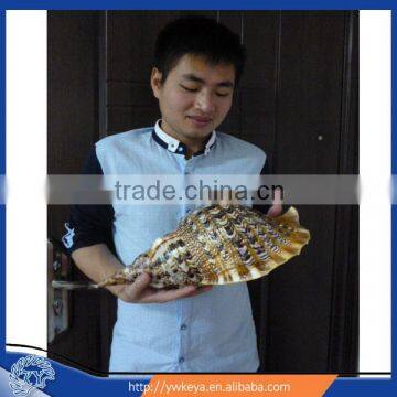 Trumpet Triton conch coconut shell craft seashell craft wholesale different size supply