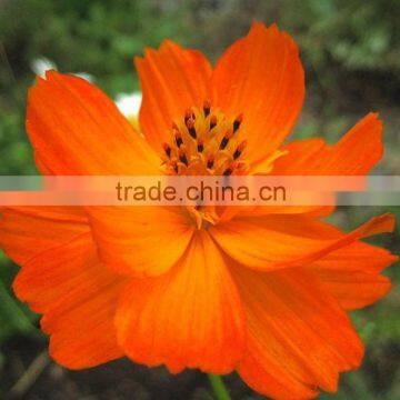 Yellow Cosmos ,C.sulphureus , flower seeds , herb seed,vegetalbe seed,fruit seed,grass seed