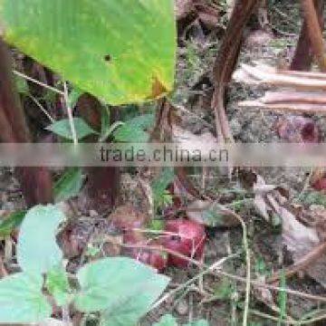 Arrowroot Starch photo-3