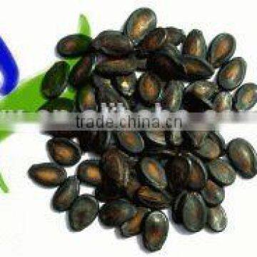 new crop black dry Wate rmelon Seeds for sale