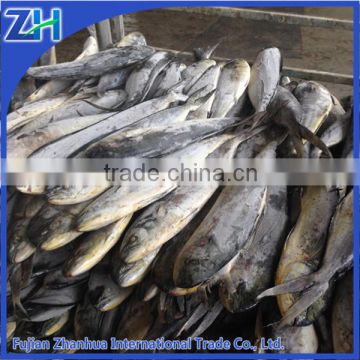 Frozen mahi mahi factory with competitive price