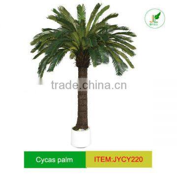 Splendid Cycas Palm tree