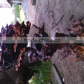 Natural LingZhi From Own Farm;For Show; for Eat; for Tea;Ganoderma Lucidum;China Traditional Medical; photo-4