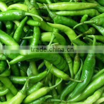 Healthy fresh green chilli pepper