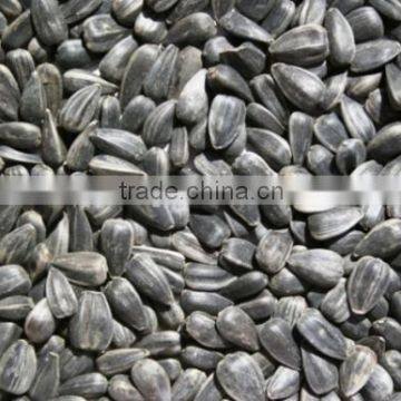Oil Sunflower Seeds