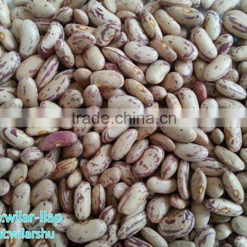 2012 , 2013 Light Speckled Kidney Bean With Cheapest Price ,LSKB, Long Shape photo-2