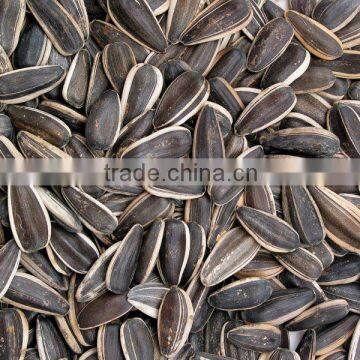 Sunflower seeds