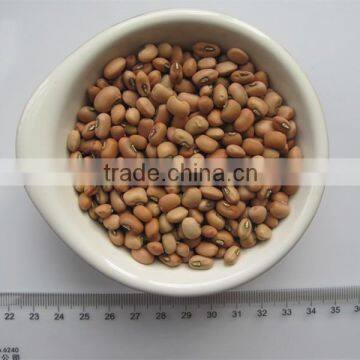 Sell China Cowpeas 2016 Crop Competitive Price