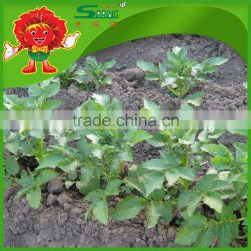 200-300g High Quality Fresh Potato Price Potato Prices in Europe photo-3