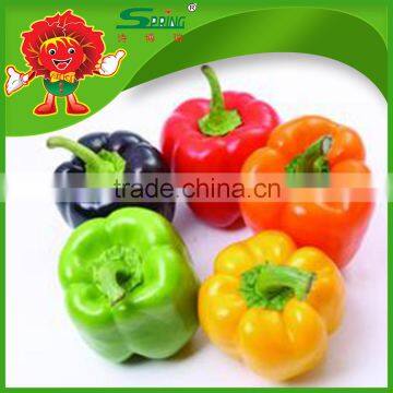 not spicy red yellow pepper chinese color sweet pepper red bell pepper