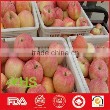 High Quality And Inexpensive Fresh Fuji Apples photo-5