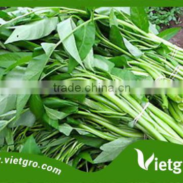 High Yield F1 Kang Kong / Water Spinach Seeds For Planting VGKK021