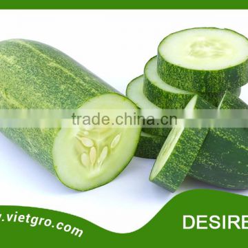 High Yield F1 Hybrid Cucumber Seed - DESIRE 02