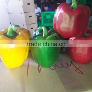 FRESH CAPSICUMS / +84963818434 Whatsapp photo-2