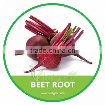 HIGH QUALITY FRESH BEET ROOT