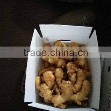 PVC BOXES FRESH GINGER photo-3