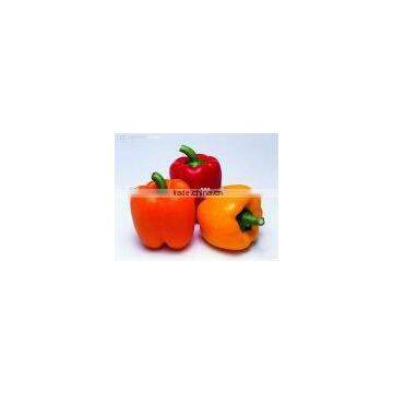 150-200g Good quality fresh yellow pepper