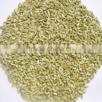 Top Quality Fresh Fennel Seeds