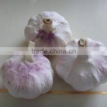 China Fresh Garlic 2016 Crop in Low Price