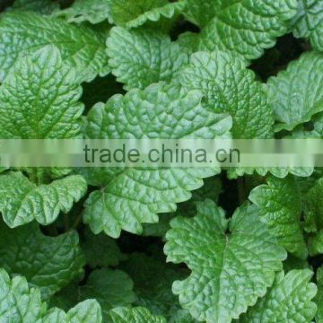 Organic lemon balm leaf extract