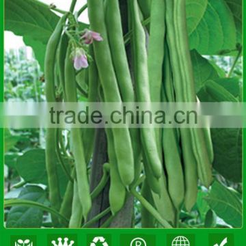 MBE08 Redou kidney shape best bean seeds, chinese bean seeds company