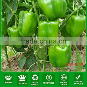 ASP021 Sufeng f1 hybrid green sweet pepper seeds bell pepper seed