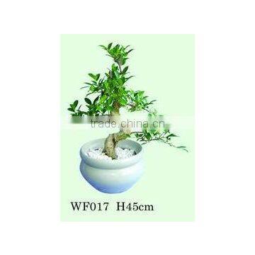 ficus microcarpa bonsai