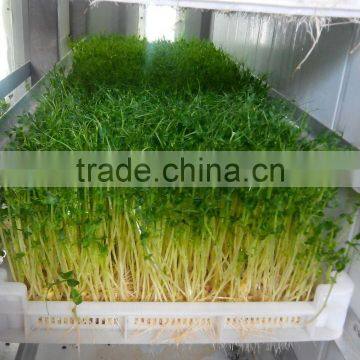 Full Automatic Hydroponic Organic Wheat Sprouts Making Machine