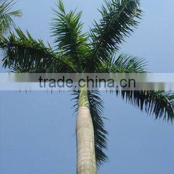 OEM /ODM Manufacture Artificial Coconut Tree photo-6