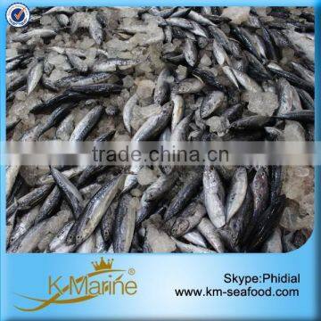 Bonito Fish In Stock For Market