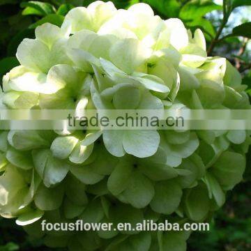 Artificial Green Hydrangea Flowers Trade From Yunnan China