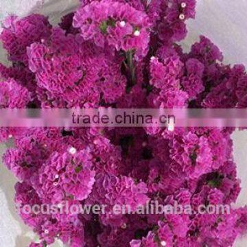 First Class Pink Statice Export Without Middleman For Home Decoration photo-4