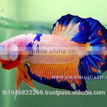 Betta Fish Farm For Sale and Aquarium Fish Exporter photo-6