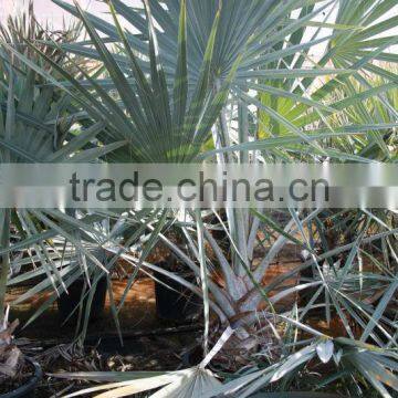 Bismarckia Nobilis - From 75/100 Plant Height in 8 Liters Pot photo-2