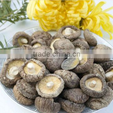 Edible Fungi Mushrooms ,Dried Shiitake Mushroom, Dried Mushrooms