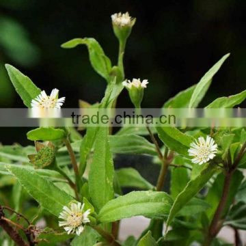 Fine Grade Eclipta Alba Powder Sale And Export