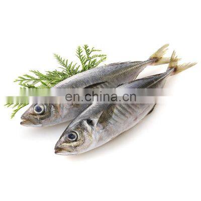 frozen galunggong frozen round scad fish whole round horse mackerel