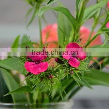 Wide variety Sweet William fresh cut marigold flower cheap price