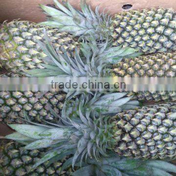 PREMIUM QUALITY PINEAPPLE FRUITS