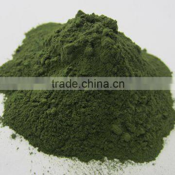 Green algae chlorella powder used for nutrition and health care