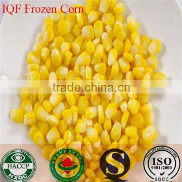 Frozen sweet corn for russia market only best price