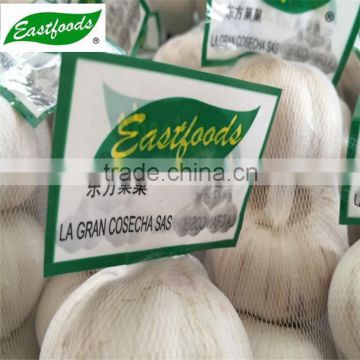 Shandong Pure White Garlic 5