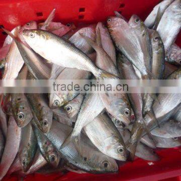 HIGH QUALITY FROZEN DOTTED GIZZARD SHAD FISH W/R