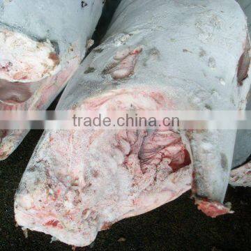 YELLOWFIN TUNA DWT (SEAFROZEN)