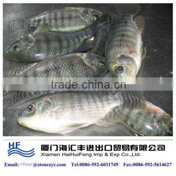 buy live tilapia fish from hhf