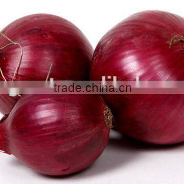 Hot sale fresh red onion with good quality for sale