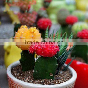 indoor mini flowering cactus decoration for indoor