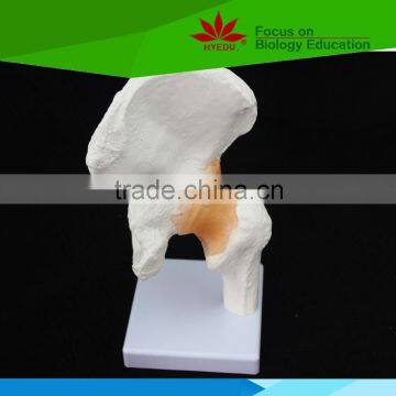 High quality Medical teaching human Life-size hip joint with ligaments
