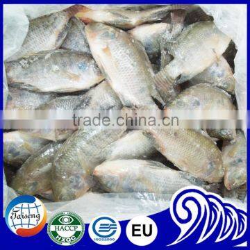 Frozen Tilapia Wholesale Price photo-4
